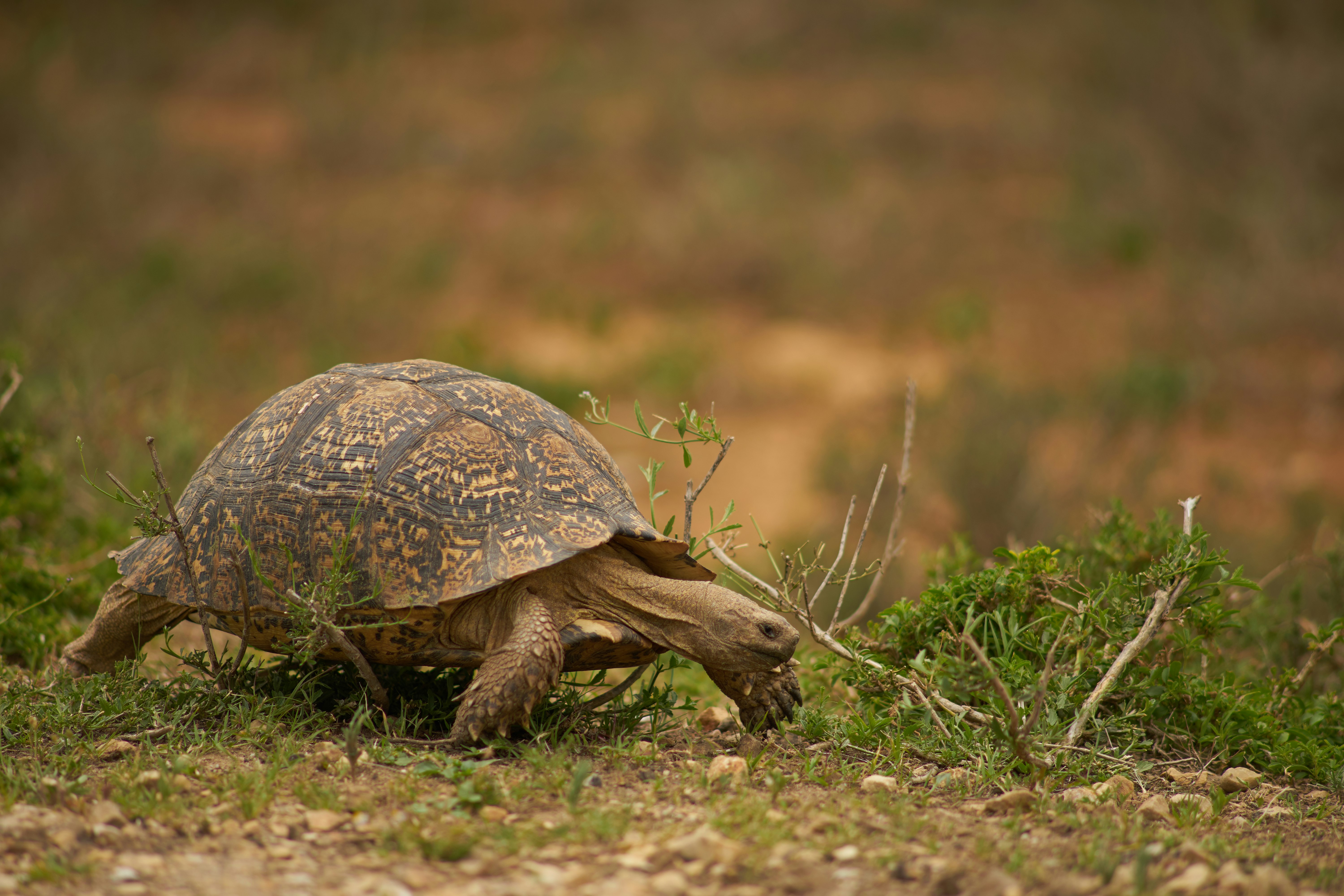 brown turtle on green grass during daytime